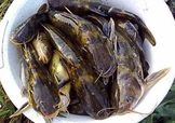 嘎魚是鯰魚嗎？嘎魚是黃辣丁嗎