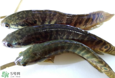 烏鱧魚多少錢一斤？烏鱧價(jià)格