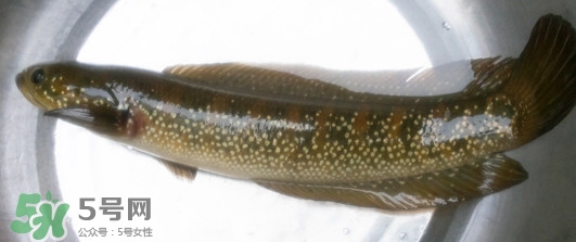 烏鱧魚多少錢一斤？烏鱧價(jià)格