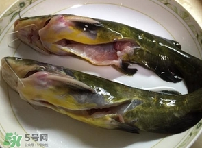 黃辣丁多少錢一斤？野生黃辣丁多少錢一斤