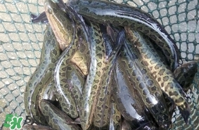 黑魚是什么魚？黑魚是鯰魚嗎