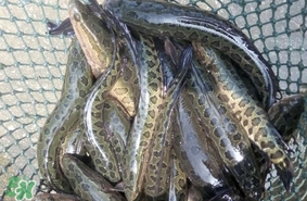 黑魚是發(fā)物嗎？黑魚是不是發(fā)物