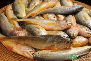端午節(jié)為什么要吃黃魚？端午節(jié)吃黃魚的由來