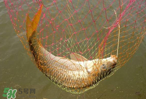 立夏怎么釣鯉魚？立夏釣鯉魚用什么餌料？