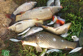 立夏怎么釣鯉魚？立夏釣鯉魚用什么餌料？