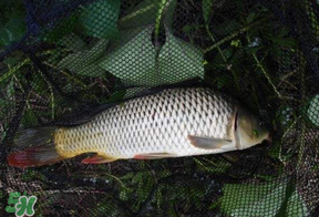 立夏怎么釣鯉魚？立夏釣鯉魚用什么餌料？