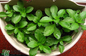 養(yǎng)心菜能生吃嗎？養(yǎng)心菜怎么吃？