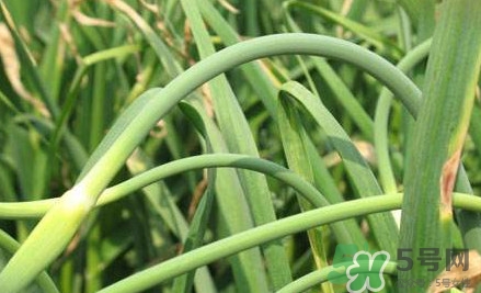 蒜薹什么時候采收？蒜薹什么時間抽