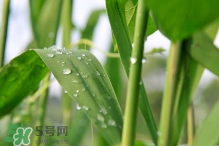 包粽子的葉子叫什么？包粽子的葉子怎么處理？