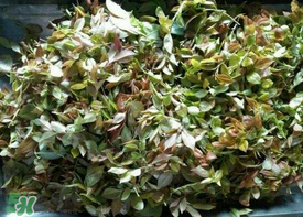 烏樹葉怎么做？烏樹葉怎么做好吃又簡(jiǎn)單？