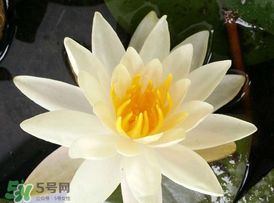 ?立夏是夏天嗎？?立夏是夏天的開始嗎？