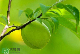 青梅不能和什么一起吃？青梅和什么相克？