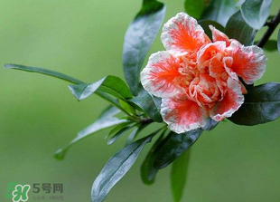 立夏開什么花？立夏有什么花？