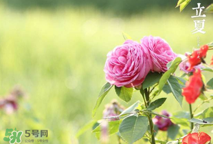 立夏開什么花？立夏有什么花？