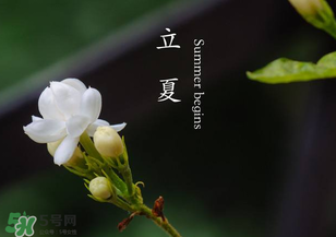 立夏開什么花？立夏有什么花？