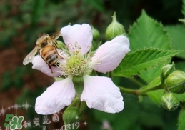 樹莓有毒嗎？樹莓有刺嗎？