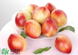 油桃什么時候成熟？油桃什么季節(jié)成熟
