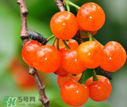 立夏嘗三新指的是什么？立夏嘗新活動
