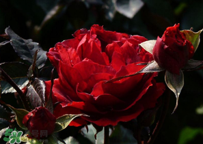 母親節(jié)可以送玫瑰花嗎？母親節(jié)送幾朵玫瑰花好？