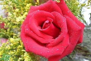 母親節(jié)可以送玫瑰花嗎？母親節(jié)送幾朵玫瑰花好？
