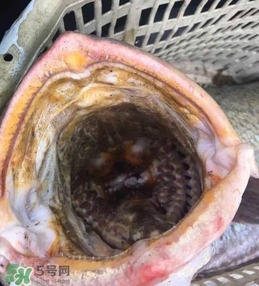 天價(jià)魚賣出347萬 金錢鳘為什么這么貴？