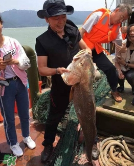 天價(jià)魚賣出347萬 金錢鳘為什么這么貴？