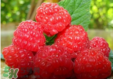 山莓多少錢一斤？為什么沒(méi)人種植山莓