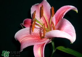 母親節(jié)可以送百合嗎？送母親百合花該送幾朵？