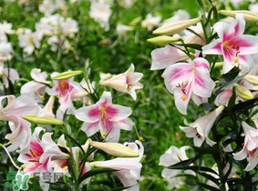 母親節(jié)可以送百合嗎？送母親百合花該送幾朵？