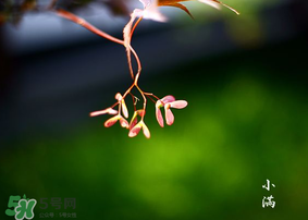 小滿是什么節(jié)氣？小滿是第幾個(gè)節(jié)氣？