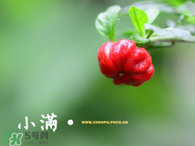 小滿是什么節(jié)氣？小滿是第幾個(gè)節(jié)氣？