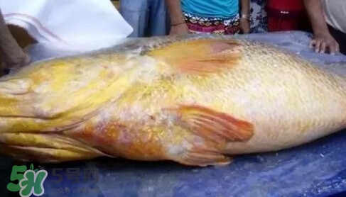黃唇魚多少錢一斤？金錢鱉多少錢？