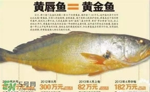 黃唇魚是黃花魚嗎？黃唇魚是黃魚嗎？