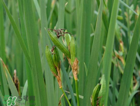 端午節(jié)為什么要掛菖蒲？端午節(jié)掛菖蒲的好處