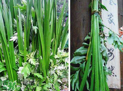 端午節(jié)為什么要掛菖蒲？端午節(jié)掛菖蒲的好處