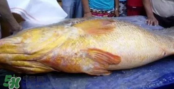 黃唇魚可以買賣嗎？黃唇魚買賣違法嗎？