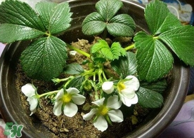 菠蘿莓種子哪里有賣？哪里能買得到菠蘿莓種子？