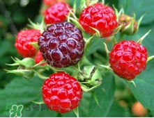 山莓多少錢一斤？為什么沒(méi)人種植山莓