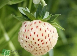 菠蘿莓種子哪里有賣？哪里能買得到菠蘿莓種子？