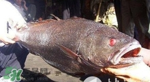 黃唇魚可以養(yǎng)殖嗎？黃唇魚能養(yǎng)殖嗎？
