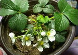 菠蘿莓種子哪里有賣？哪里能買得到菠蘿莓種子？