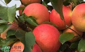 紅心蘋果多少錢一斤？紅肉蘋果價(jià)格