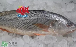 黃唇魚是黃花魚嗎？黃唇魚是黃魚嗎？