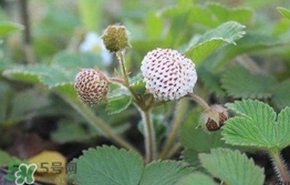 菠蘿莓種子哪里有賣？哪里能買得到菠蘿莓種子？