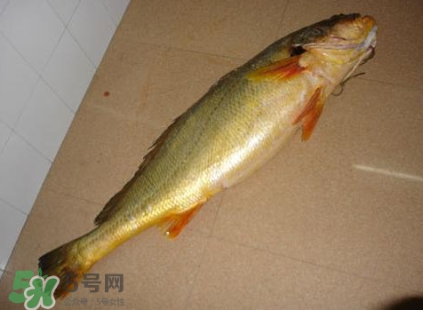 黃唇魚是什么魚？黃唇魚是淡水魚嗎