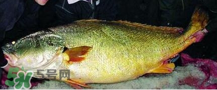 黃唇魚可以買賣嗎？黃唇魚買賣違法嗎？