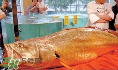 黃唇魚可以買賣嗎？黃唇魚買賣違法嗎？