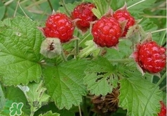 山莓多少錢一斤？為什么沒(méi)人種植山莓