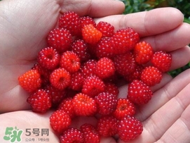 覆盆子哪里有賣？覆盆子多少錢一斤？