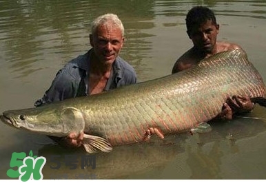 金錢鳘是什么魚？金錢鳘是淡水魚嗎？